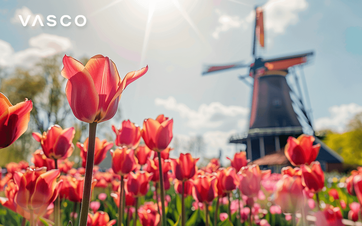 Spring tulips in front of windmill.