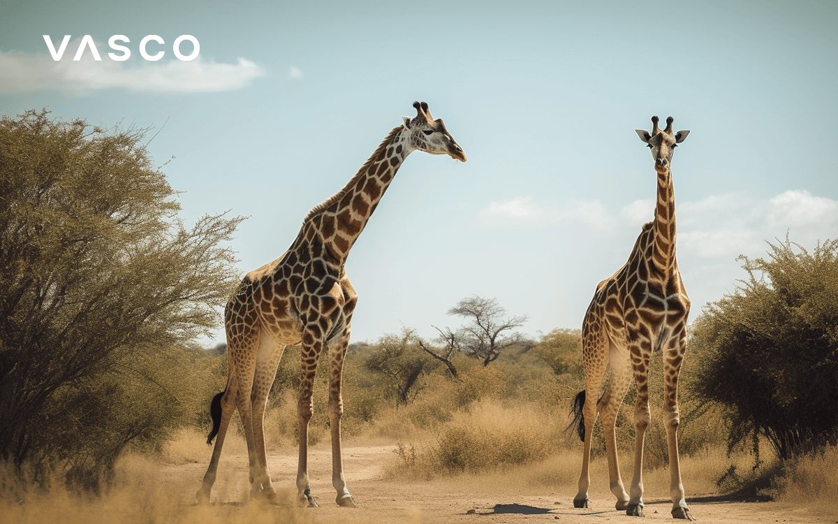 Two giraffes on the African savannah.