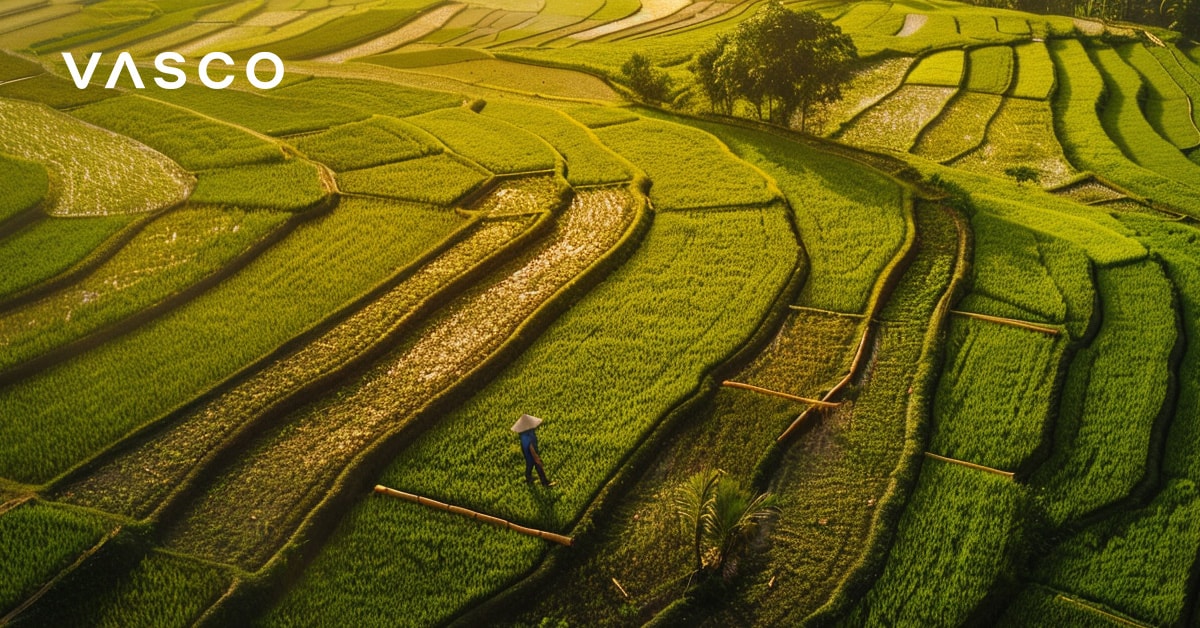 Expansive rice terraces glowing in the sunlight, suggesting travel to Vietnam in October.