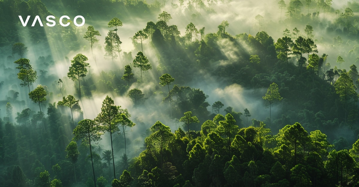 Lush green forest with mist and sunlight.