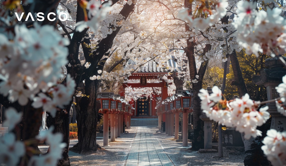 A beautiful cherry blossom pathway leading to a traditional Japanese shrine, surrounded by blooming cherry trees.